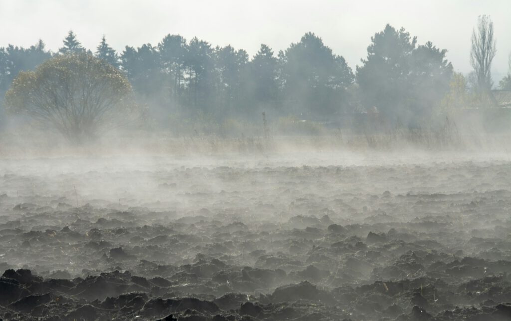 Nebel auf einem Feld